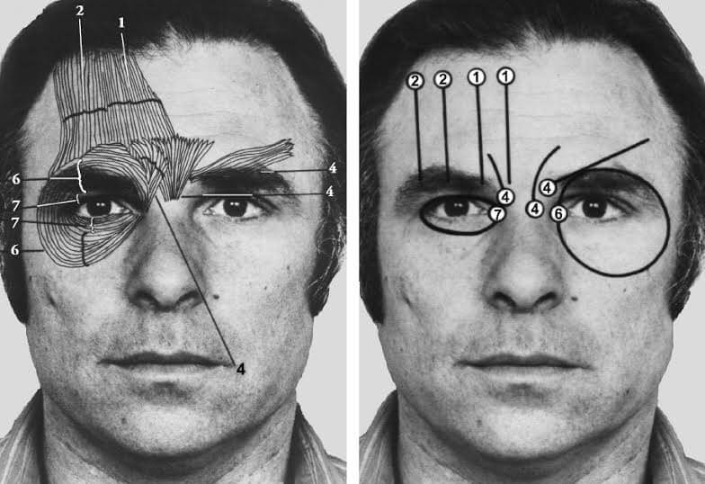 facial action coding system FACS